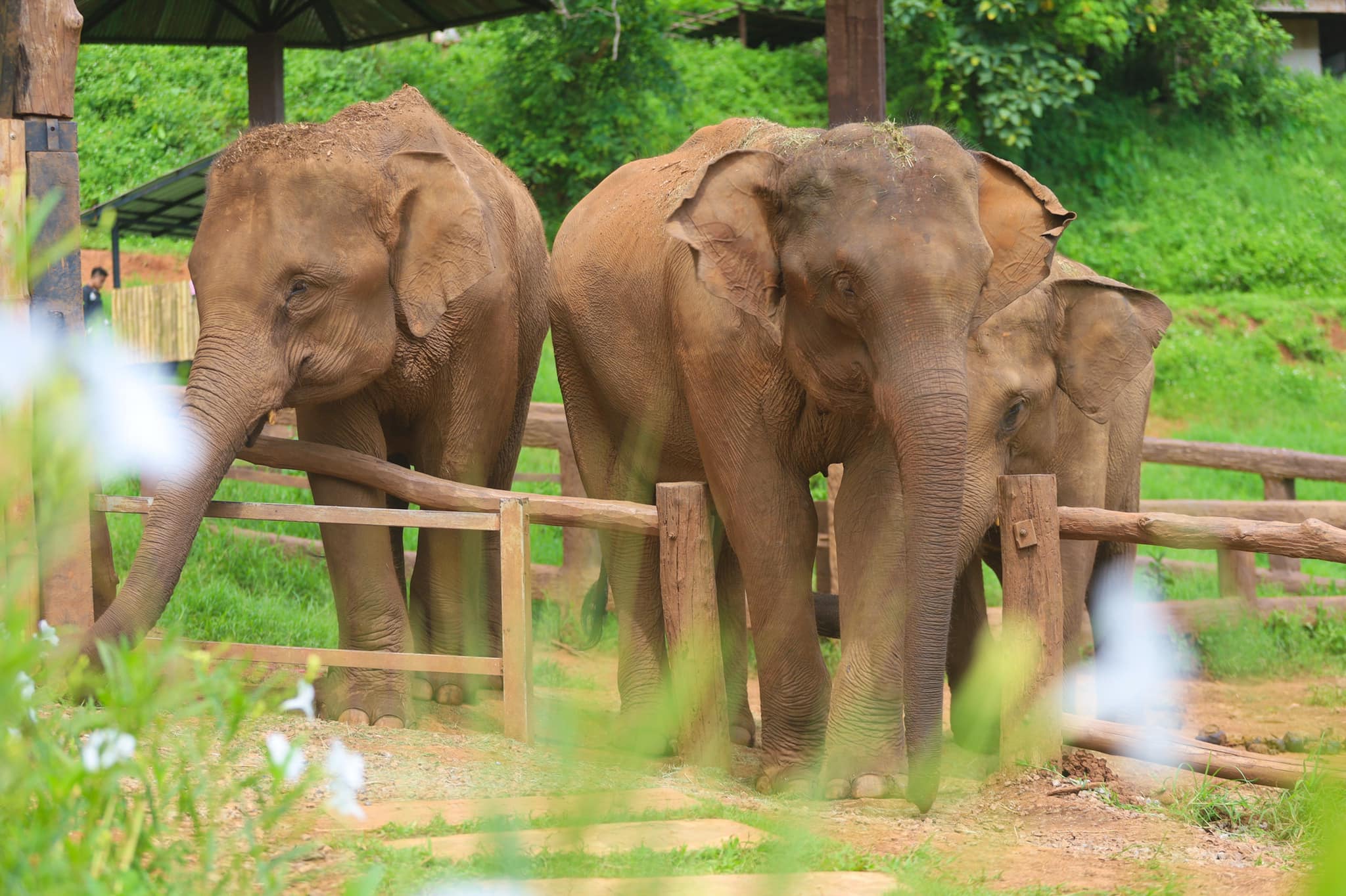 วันเดย์ทัวร์เชียงใหม่ สัมผัสเสน่ห์ล้านนา วัดสวยงาม & ฟาร์มช้าง