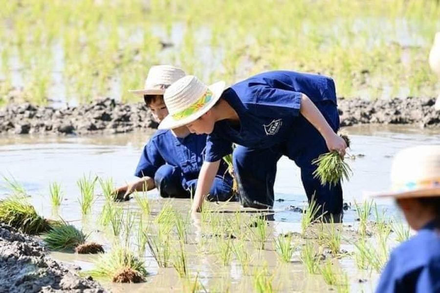 Farm Activity @Chiang Mai