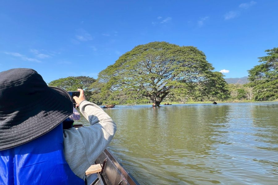 Private Day Trip: Visit Giant Rain Tree & Sticky Waterfall | Chiang Mai