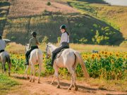 Horse Riding & Private Photo Shoot at Pong Horse Park | Chiang Mai